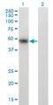 Paired Box 8 antibody, LS-C139507, Lifespan Biosciences, Western Blot image 