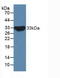 Notch 2 antibody, LS-C315014, Lifespan Biosciences, Western Blot image 