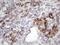 Innate Immunity Activator antibody, NBP2-46597, Novus Biologicals, Immunohistochemistry paraffin image 