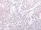 Spermatogenesis Associated 6 antibody, CSB-PA210868, Cusabio, Immunohistochemistry frozen image 