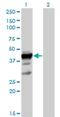 ELAV Like RNA Binding Protein 3 antibody, H00001995-B01P, Novus Biologicals, Western Blot image 
