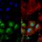 Glutamate Metabotropic Receptor 5 antibody, 56545, QED Bioscience, Immunocytochemistry image 