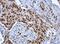 DDX39A antibody, NBP2-16134, Novus Biologicals, Immunohistochemistry frozen image 