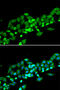 Ras association domain-containing protein 1 antibody, 14-514, ProSci, Immunofluorescence image 