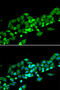 Ras Association Domain Family Member 1 antibody, 14-514, ProSci, Immunofluorescence image 