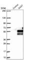 Growth Arrest Specific 7 antibody, NBP2-48498, Novus Biologicals, Western Blot image 