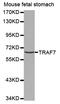 E3 ubiquitin-protein ligase TRAF7 antibody, MBS127778, MyBioSource, Western Blot image 