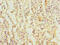 Trans-L-3-Hydroxyproline Dehydratase antibody, CSB-PA846613LA01HU, Cusabio, Immunohistochemistry frozen image 