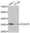 Phospholipid Scramblase 1 antibody, abx005131, Abbexa, Western Blot image 