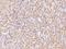 Diphosphoinositol Pentakisphosphate Kinase 2 antibody, 204536-T08, Sino Biological, Immunohistochemistry frozen image 