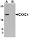 CXXC Finger Protein 4 antibody, A13072, Boster Biological Technology, Western Blot image 