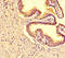 Tankyrase 2 antibody, orb45494, Biorbyt, Immunohistochemistry paraffin image 