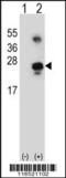 Growth Arrest And DNA Damage Inducible Alpha antibody, 61-503, ProSci, Western Blot image 