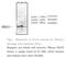 Glyoxalase I antibody, 74-001, BioAcademia Inc, Western Blot image 