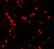 Nucleobindin 2 antibody, 7271, ProSci, Immunofluorescence image 