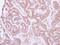 Neural EGFL Like 1 antibody, PA5-27958, Invitrogen Antibodies, Immunohistochemistry frozen image 