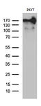 Mannose Receptor C Type 2 antibody, M04070, Boster Biological Technology, Western Blot image 