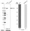 Collagen Type III Alpha 1 Chain antibody, HPA007583, Atlas Antibodies, Western Blot image 