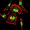 Cyclin Dependent Kinase 2 antibody, GTX60572, GeneTex, Immunofluorescence image 