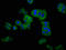 Chloride Voltage-Gated Channel Kb antibody, CSB-PA005488LA01HU, Cusabio, Immunofluorescence image 