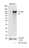 V5 epitope tag antibody, R962-25, Invitrogen Antibodies, Western Blot image 