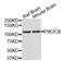 Phosphatidylinositol-4,5-Bisphosphate 3-Kinase Catalytic Subunit Beta antibody, abx125427, Abbexa, Western Blot image 