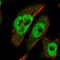 BRCA2 antibody, HPA026815, Atlas Antibodies, Immunofluorescence image 