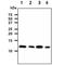 Macrophage Migration Inhibitory Factor antibody, NBP1-04319, Novus Biologicals, Western Blot image 