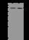 Zinc Finger Protein 23 antibody, 205148-T40, Sino Biological, Western Blot image 