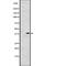 Protein Phosphatase 1 Catalytic Subunit Alpha antibody, abx217889, Abbexa, Western Blot image 