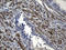 FLJ33360 antibody, LS-C795589, Lifespan Biosciences, Immunohistochemistry paraffin image 