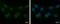 Serine/Threonine Kinase 40 antibody, GTX111412, GeneTex, Immunofluorescence image 