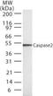 Caspase 2 antibody, NB100-56686, Novus Biologicals, Western Blot image 