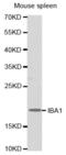 AIF1 antibody, abx004239, Abbexa, Western Blot image 
