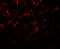 Makorin ring finger protein 3 antibody, 8145, ProSci Inc, Immunofluorescence image 