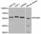 Peroxisome Proliferator Activated Receptor Gamma antibody, A0270, ABclonal Technology, Western Blot image 