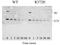 FA8 antibody, 10101-500, QED Bioscience, Western Blot image 