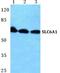 Solute Carrier Family 6 Member 1 antibody, PA5-36956, Invitrogen Antibodies, Western Blot image 