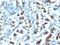 Mucin 3A, Cell Surface Associated antibody, MBS438676, MyBioSource, Immunohistochemistry frozen image 