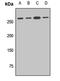 Golgin A4 antibody, LS-C668235, Lifespan Biosciences, Western Blot image 