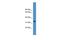 WD Repeat Domain 5 antibody, PA5-41981, Invitrogen Antibodies, Western Blot image 