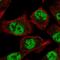 Zinc finger protein GLIS3 antibody, HPA056426, Atlas Antibodies, Immunofluorescence image 