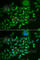 Secretogranin II antibody, A6425, ABclonal Technology, Immunofluorescence image 