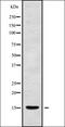 CAMP Responsive Element Binding Protein 3 Like 4 antibody, orb337866, Biorbyt, Western Blot image 