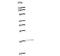 CREB Binding Protein antibody, LS-C342830, Lifespan Biosciences, Western Blot image 