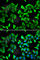 CCNG1 antibody, A7270, ABclonal Technology, Immunofluorescence image 