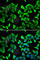 Cyclin-G1 antibody, A7270, ABclonal Technology, Immunofluorescence image 