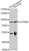 Transforming Growth Factor Beta Receptor 2 antibody, LS-C747135, Lifespan Biosciences, Western Blot image 