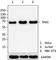 TGF-Beta Activated Kinase 1 (MAP3K7) Binding Protein 1 antibody, 687902, BioLegend, Western Blot image 