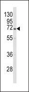 GLGB antibody, LS-C166393, Lifespan Biosciences, Western Blot image 